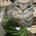Cyanmation avatar